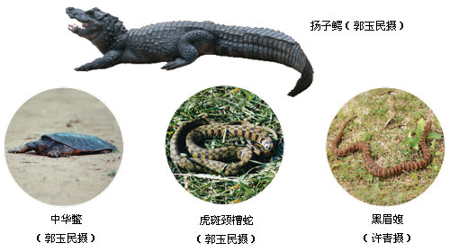 爬行類